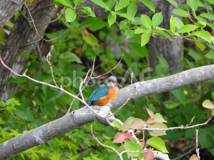アカメカシワの枝にいるカワセミ3 カワセミ,鳥,野鳥の写真素材