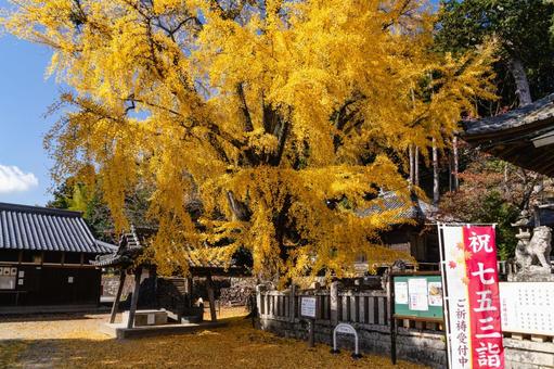 旧郷社・六條八幡宮の大銀杏 兵庫県,神戸市,北区の写真素材
