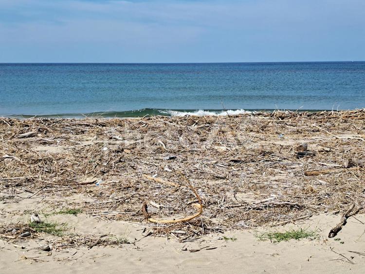 鳥取の日本海と流木 鳥取,景色,海の写真素材