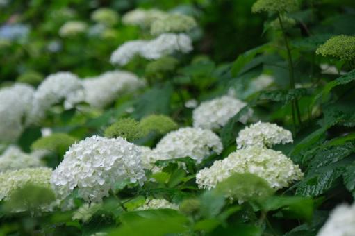 紫陽花 紫陽花の写真