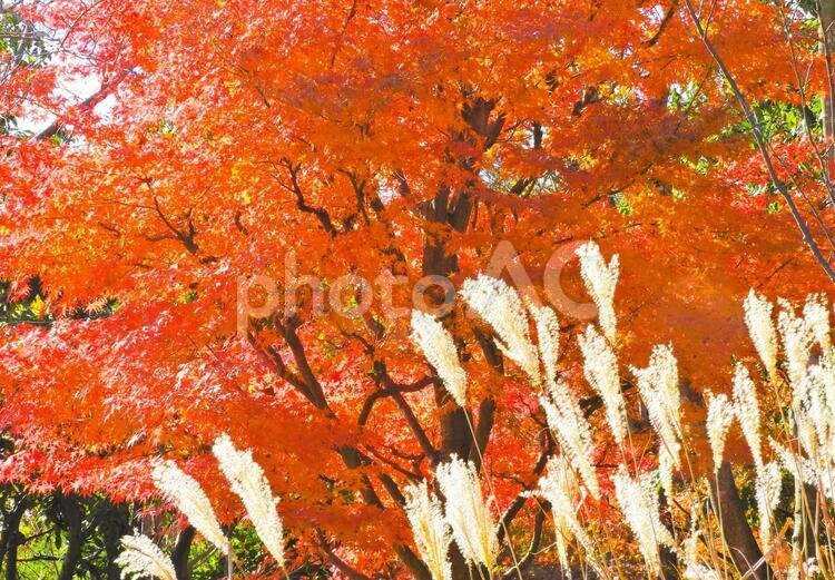 秋のイメージ 紅葉,ススキ,植物の写真素材
