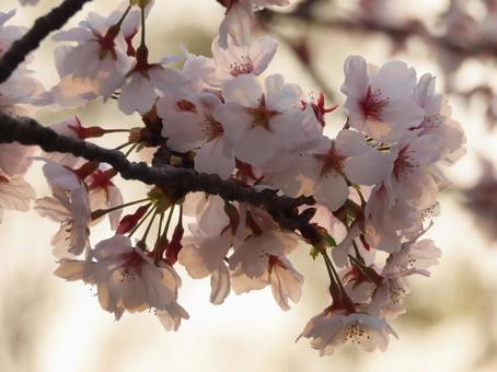 朝焼けの桜 朝焼けの桜の写真