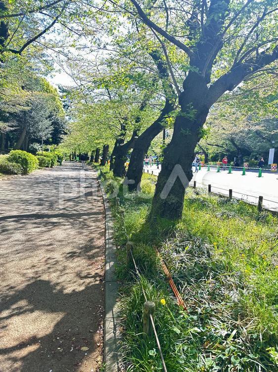 上野恩賜公園　台東区　公共施設　早朝 木,上野恩賜公園,上野公園の写真素材