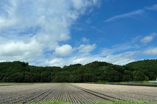 田園風景 田園風景 畑,青空,田園の写真素材