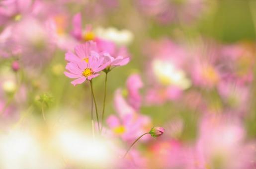 コスモス55 コスモス,群生,秋桜の写真素材