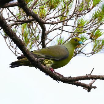 アオバト　やんばるの森 はと,ハト,鳩の写真素材