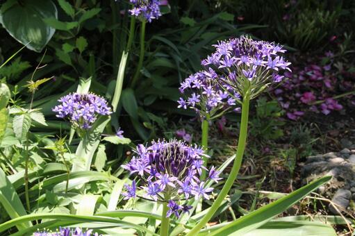 シラー・ベルビアナ　咲く風景 シラー,草花,きれいの写真素材