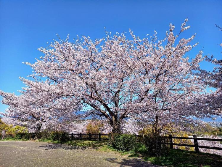 快晴のなかの桜 桜,サクラ,さくらの写真素材