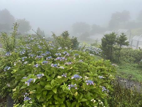 Photo, kochi prefecture, ootake-cho, play with the wind, 