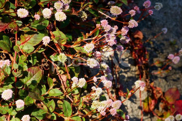 【花】密集した小さな花 花,自然,植物の写真素材