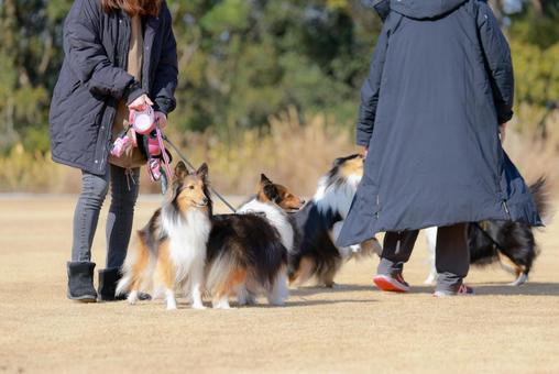 シェルティ 犬,ドッグラン,ドッグカフェの写真素材