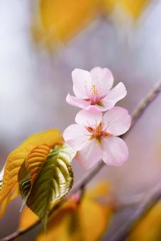 桜 桜の写真