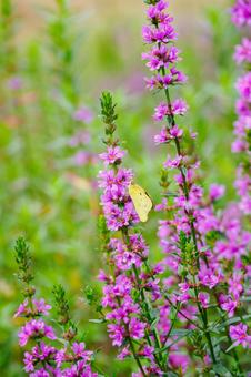 ミソハギとモンキチョウ⑶ ミソハギとモンキチョウ⑶ 花,植物,ミソハギの写真素材