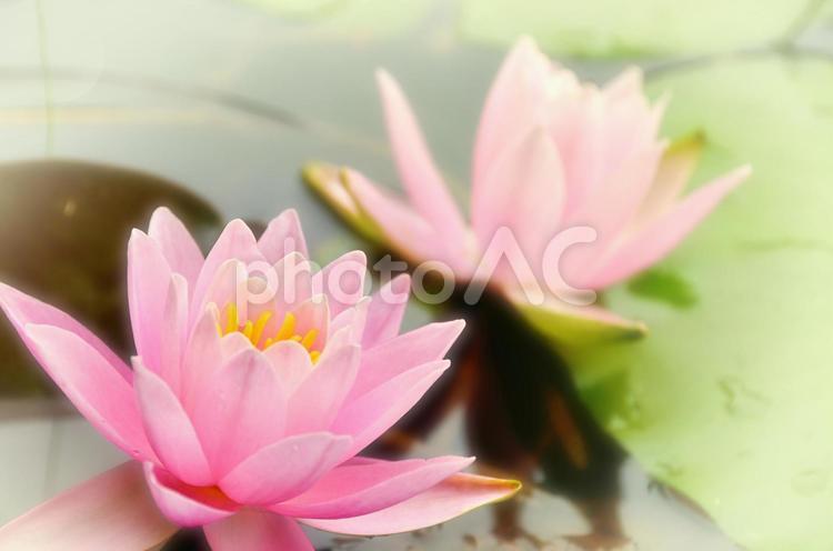 ピンクの蓮の花 蓮の花,蓮,花の写真素材