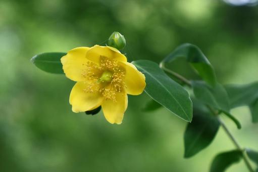 金色に輝く梅の花 金色に輝く梅の花 キンシバイ,花,オトギリソウ科の植物の写真素材