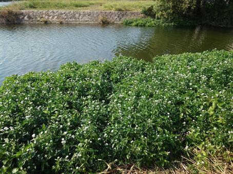 ミズヒマワリ ミズヒマワリ,花,川の写真素材