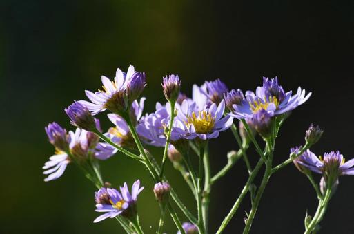 紫色の花の写真