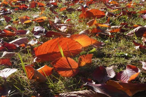 落ち葉 落ち葉,枯葉,紅葉の写真素材