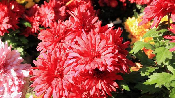 楽寿園の菊まつりにて 菊,秋,花の写真素材