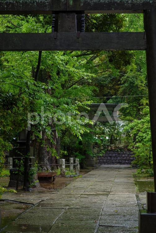 雨の氷川神社の石畳が光る 境内,日本,杜の写真素材