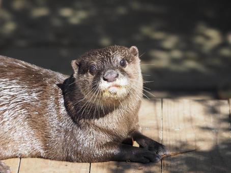 愛くるしい眼差しでこちらを見るカワウソ君 カワウソ,コツメカワウソ,かわうその写真素材