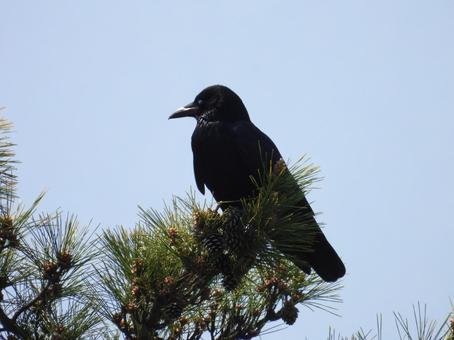 松の枝にとまるカラス 松の枝にとまるカラスの写真