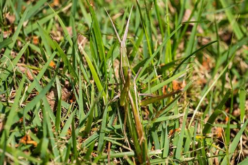 ショウリョウバッタ⒂の写真