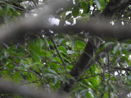 自然の中の写真