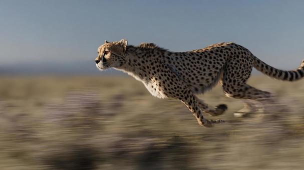 野生チーターの狩りの瞬間 野生チーターの狩りの瞬間の写真