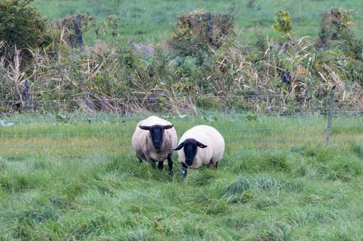 仲良く寄り添う2匹のひつじ めん羊基地展望台,ひつじ,2匹の写真素材
