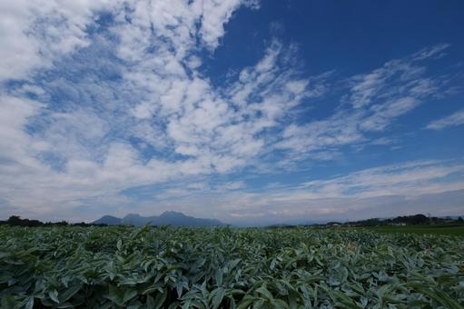 夏空と群馬のこんにゃく畑 夏空と群馬のこんにゃく畑の写真