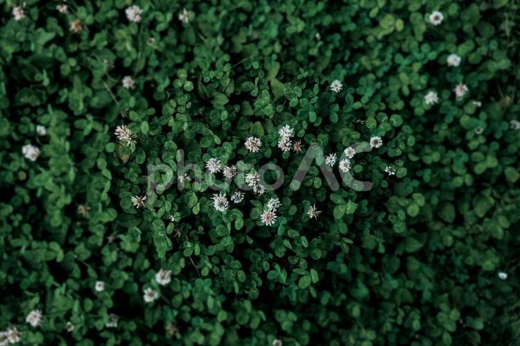 シロツメナグサとクローバー シロツメナグサ,クローバー,三つ葉の写真素材