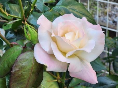 クリーム色に淡いピンクの入ったバラ 薔薇,ばら,花壇の写真素材