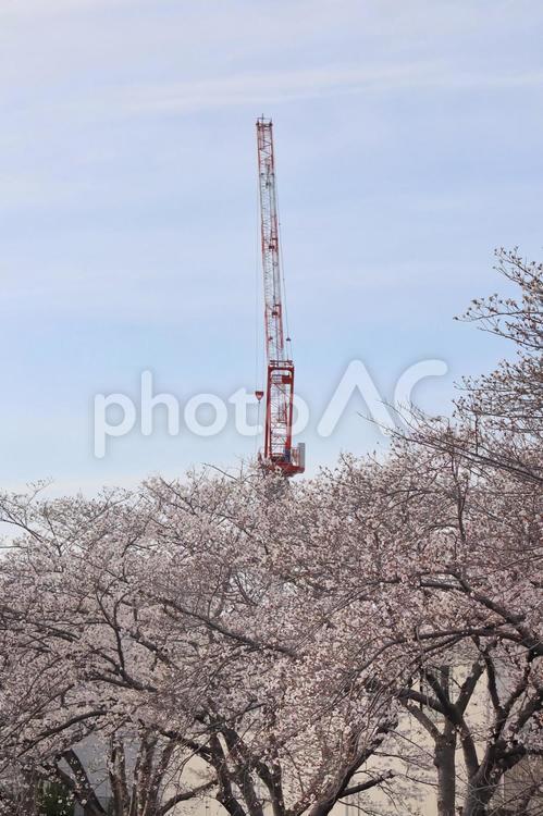 宇美町　桜 宇美,福岡,福岡県の写真素材