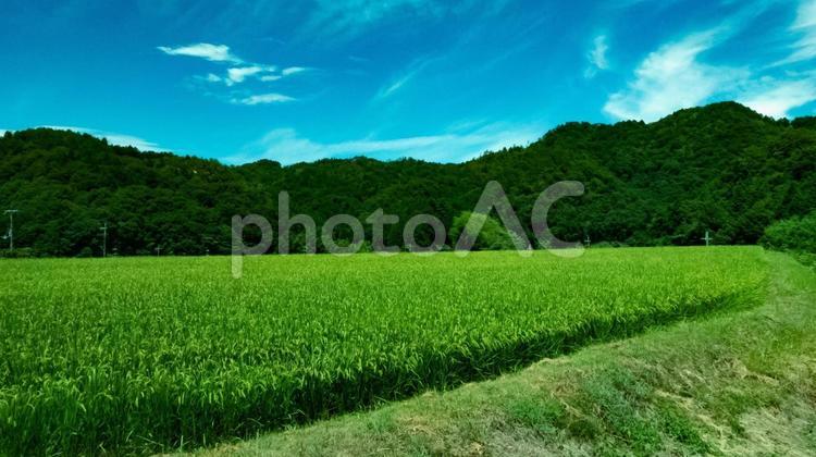 山地の夏、緑と青が輝く田んぼ風景 山地,夏,田んぼの写真素材