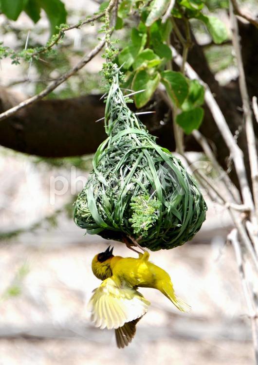 アフリカ　サファリ　鳥　野生　生き物 アフリカ,サファリ,サバンナの写真素材