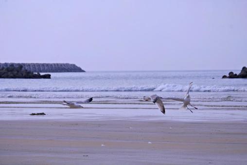 海辺のうみねこ 鳥,海岸,砂浜の写真素材