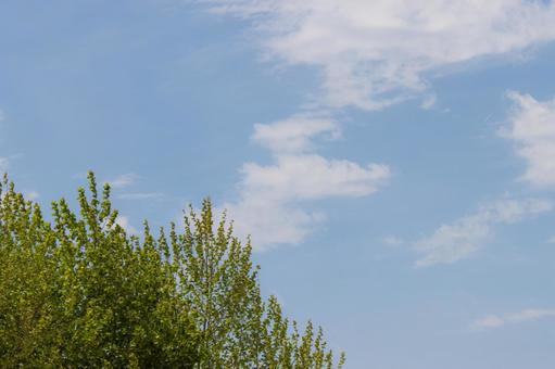 木の葉と青空 新緑,青空,木漏れ日の写真素材