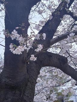 桜 桜の写真