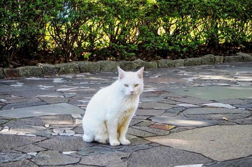 白いろのねこちゃん 白猫,ベンチ,二匹の写真素材