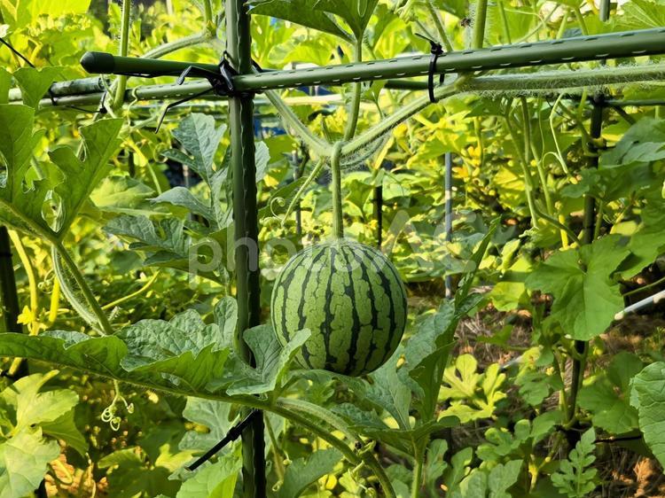 畑のスイカ　成長過程 スイカ,夏,果物の写真素材