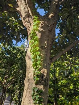 木のツタ 木,ツタ,植物の写真素材