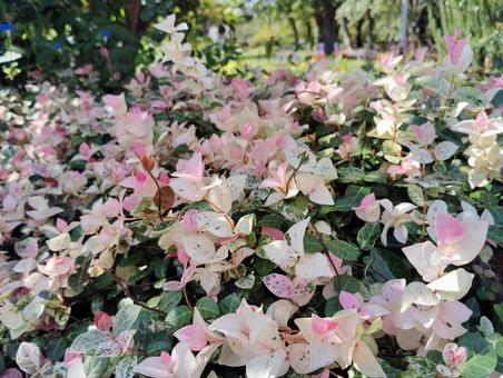 ハツユキカズラ ハツユキカズラ ハツユキカズラ,カラーリーフ,斑入りの写真素材