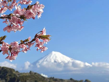 桜の背景にぼかし富士 桜の背景にぼかし富士の写真