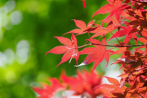Maple Leaves ⒁, JPG Maple Leaves ⒁, JPG