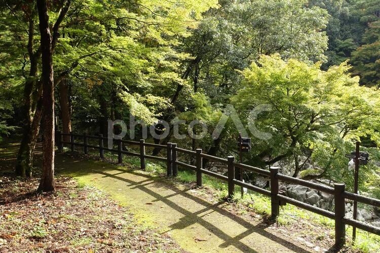 遊歩道と森林の風景です 遊歩道,森林,木々の写真素材