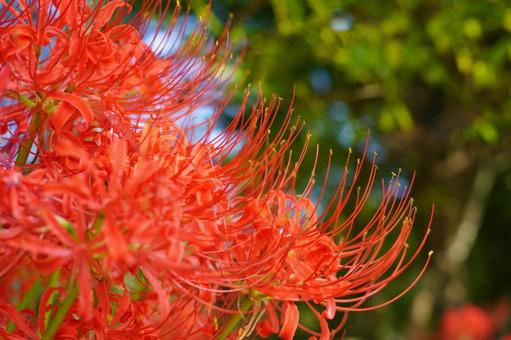 赤い花なら曼珠沙 赤い花なら曼珠沙の写真
