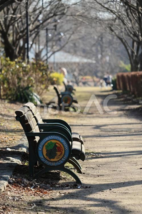 公園のベンチ 柏の葉公園,ベンチ,冬の写真素材