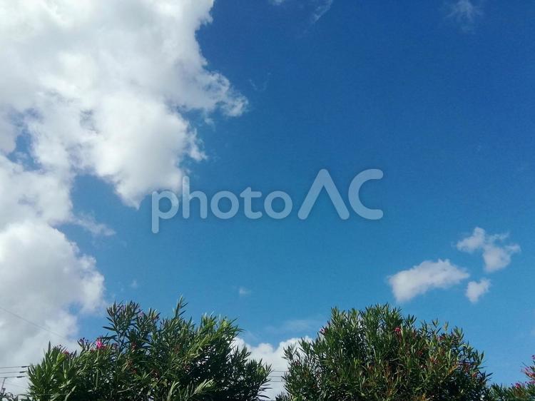 青空と緑の木々 青空,雲,雲の切れ間の写真素材