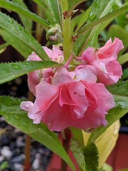 ホウセンカ・鳳仙花　マクロ ホウセンカ,自然風景,美しいの写真素材